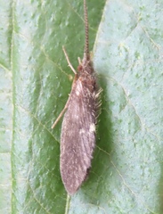Lepidostoma