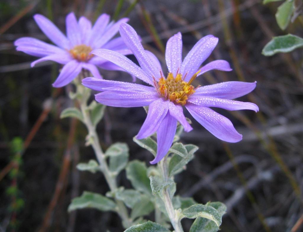 Fynbos Printzia