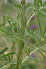 Lupinus aschenbornii