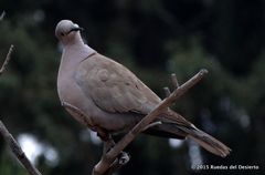 Streptopelia decaocto