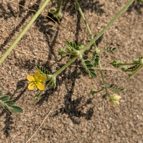 California caltrop (Kallstroemia californica)