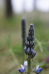 Lupinus aschenbornii