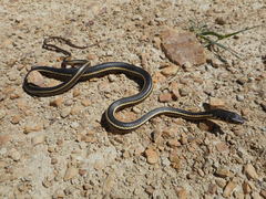 Masticophis lateralis euryxanthus