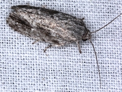 Agriophara confertella