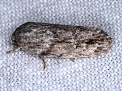 Agriophara confertella