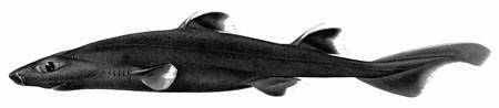 Combtooth Dogfish