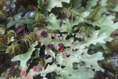 Pseudocyphellaria homoeophylla