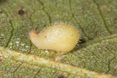 Caryomyia eumaris