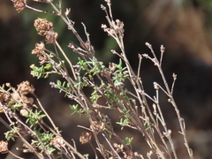 Thymus capitellatus