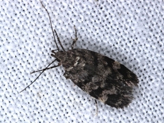 Barea subviridella