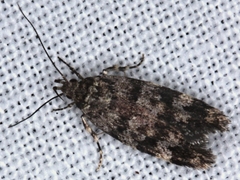 Barea subviridella