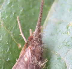 Lepidostoma