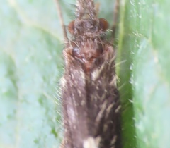 Lepidostoma