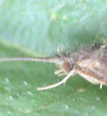 Lepidostoma