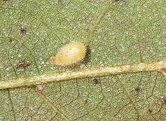Caryomyia eumaris