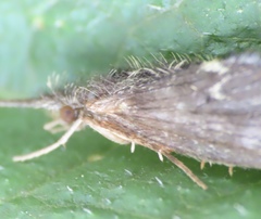 Lepidostoma