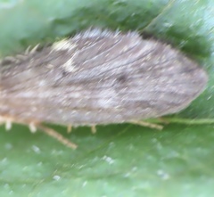 Lepidostoma