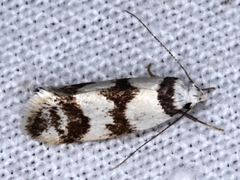 Chezala brachypepla