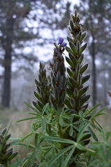 Lupinus aschenbornii