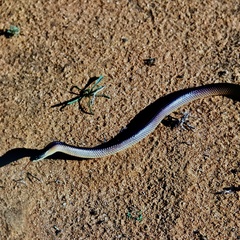 Suta nigriceps