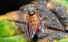 Agathomyia