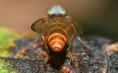 Agathomyia