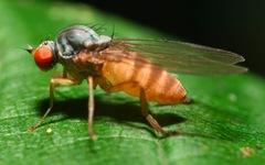 Agathomyia