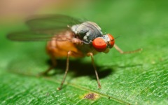 Agathomyia