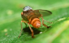 Agathomyia