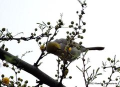 Auriparus flaviceps