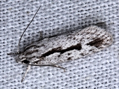 Eulechria xeropterella