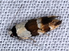 Euphiltra eroticella