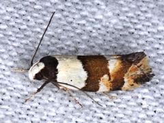 Euphiltra eroticella