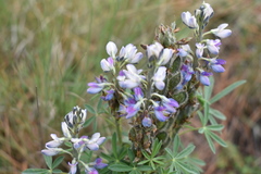 Lupinus aschenbornii