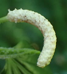 Piper capense capense