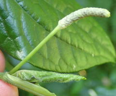 Piper capense capense