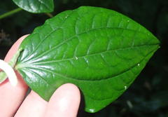 Piper capense capense