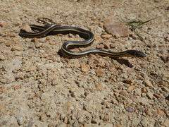 Masticophis lateralis euryxanthus