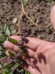 Chenopodium leptophyllum