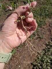 Chenopodium leptophyllum