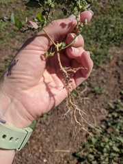 Chenopodium leptophyllum