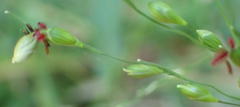 Panicum deustum