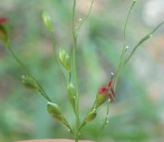 Panicum deustum