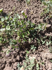 Chenopodium leptophyllum