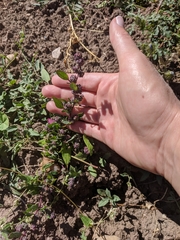 Chenopodium leptophyllum