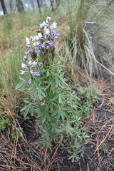 Lupinus aschenbornii