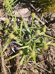 Cyperus brevifolioides