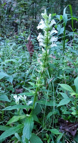 Sheltowee Trace NRT Section 10