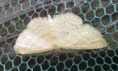 Scopula lactaria