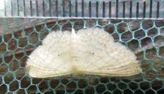 Scopula lactaria